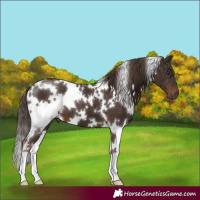 Horse Color:White Spotted Liver Chestnut 