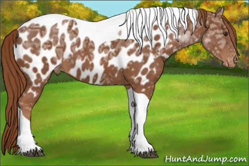 Horse Color:Chestnut Ice Tobiano Appaloosa 