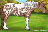 Horse Color:Chestnut Ice Tobiano Appaloosa 