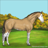 Horse Color:Buckskin Roan Splash