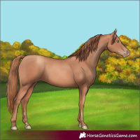 Horse Color:Gold Champagne Rabicano