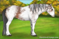 Horse Color:White Spotted Bay 