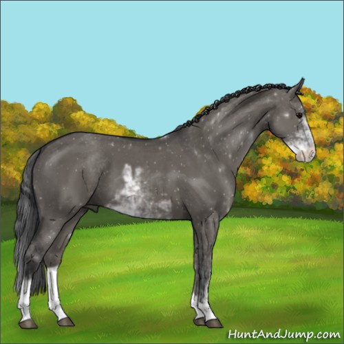 Horse Color:Grullo Sabino