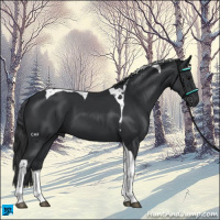 Horse Color:Black Tobiano 