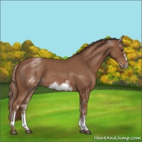 Horse Color:White Spotted Red Roan Frame