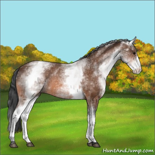 Horse Color:White Spotted Bay 
