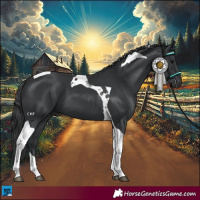 Horse Color:Black Tobiano 