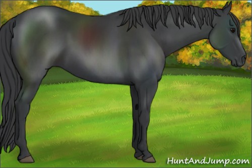 Horse Color:Black 