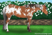 Horse Color:White Spotted Brown