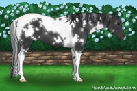 Horse Color:White Spotted Black Tobiano