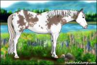Horse Color:White Spotted Silver Black Splash 