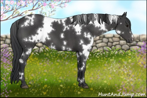 Horse Color:White Spotted Black 