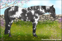 Horse Color:White Spotted Black