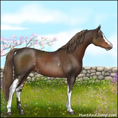 Horse Color:White Spotted Liver Chestnut Sabino