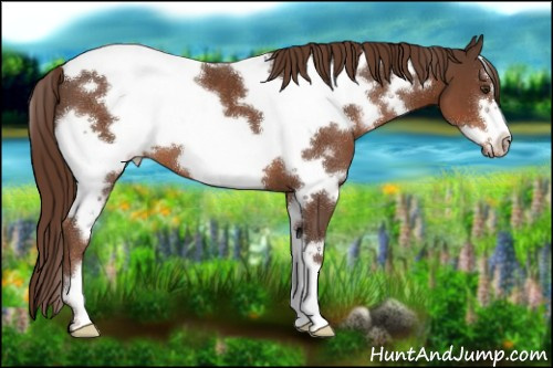 Horse Color:White Spotted Liver Chestnut Frame 