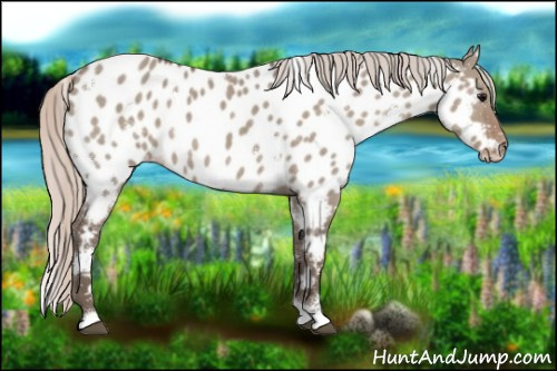 Horse Color:White Spotted Silver Grullo Near Leopard 