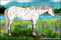 Horse Color:White Spotted Silver Grullo Appaloosa