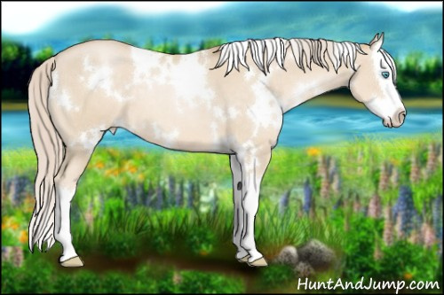 Horse Color:White Spotted Palomino Pearl Splash 