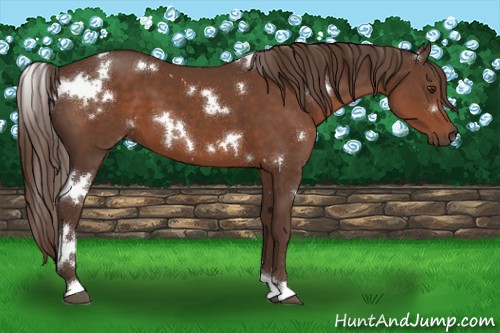 Horse Color:White Spotted Liver Chestnut