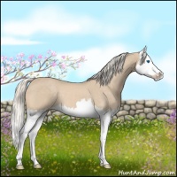 Horse Color:Cremello Sabino Splash 