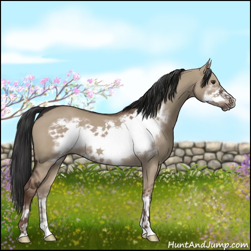 Horse Color:Liver Red Dun Sabino Frame