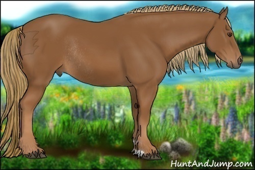 Horse Color:Chestnut Rabicano 