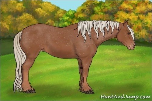 Horse Color:Chestnut Appaloosa 