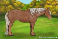 Horse Color:Chestnut Appaloosa 