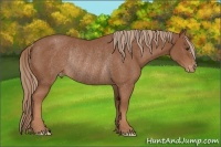 Horse Color:Chestnut Appaloosa Rabicano 