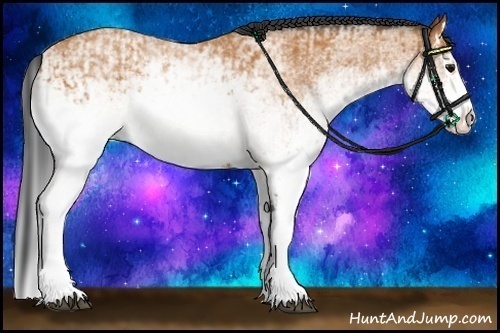 Horse Color:White Spotted Bay and White Spotted Bay Splash