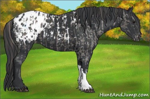 Horse Color:Grullo Appaloosa  and Black Appaloosa 