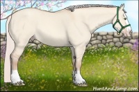 Horse Color:Silver Amber Champagne Dun Splash 