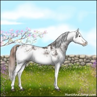 Horse Color:Liver Chestnut Sabino Splash Varnish  and Chestnut Sabino Splash Varnish 