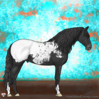 Horse Color:Black Appaloosa
