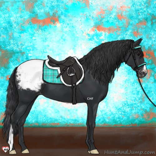 Horse Color:Black Appaloosa 