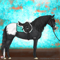 Horse Color:Black Appaloosa 