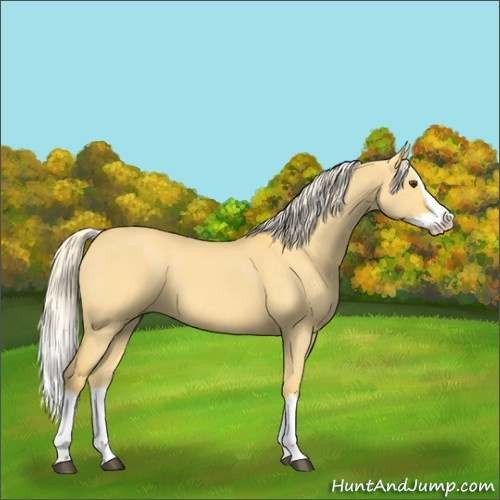 Horse Color:Palomino Dun Sabino Splash