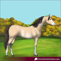 Horse Color:Buckskin Sabino