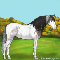 Horse Color:Brown Splash Tobiano Appaloosa Rabicano 