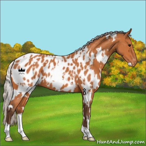 Horse Color:White Spotted Silver Bay Appaloosa 