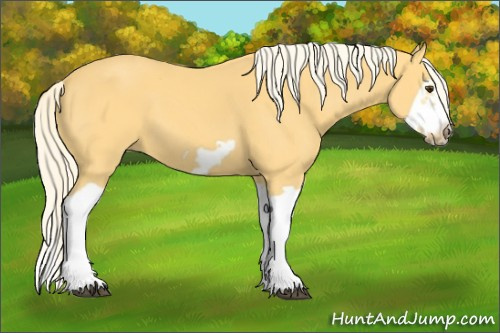 Horse Color:Palomino Splash Frame 