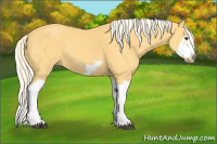 Horse Color:Palomino Splash Frame