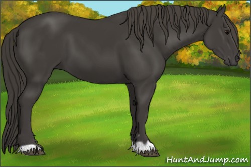 Horse Color:Smoky Black 