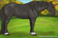 Horse Color:Smoky Black 