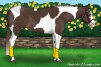 Horse Color:Liver Chestnut Sabino Splash Tobiano 
