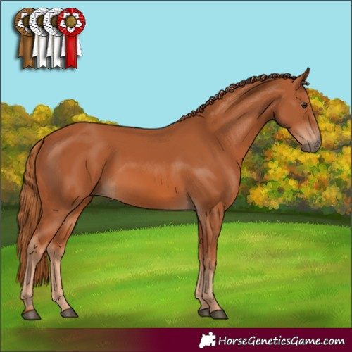 Horse Color:Chestnut 
