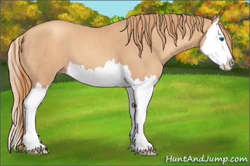 Horse Color:Gold Champagne Splash 