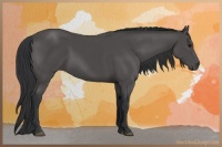 Horse Color:Black 