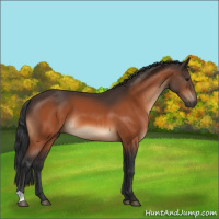 Horse Color:Brown 