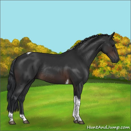 Horse Color:Brown Tobiano Rabicano 
